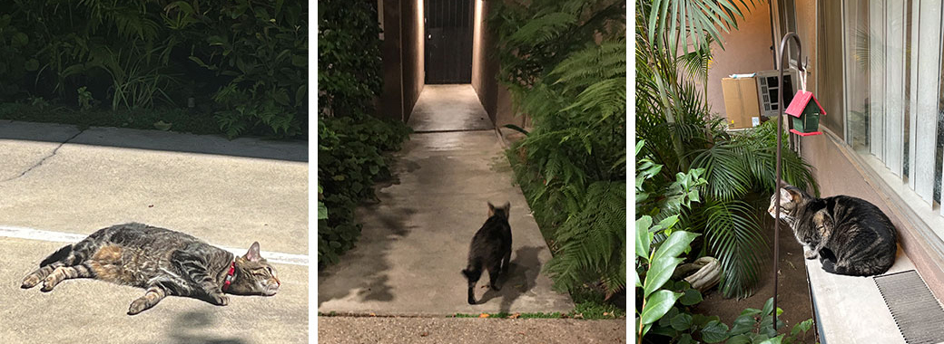 Dora outside at her new home