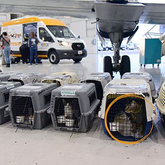 Ziv in a carrier waiting for transport with other cats
