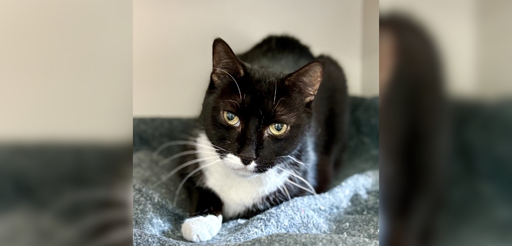 A cat lying down with one paw sticking out