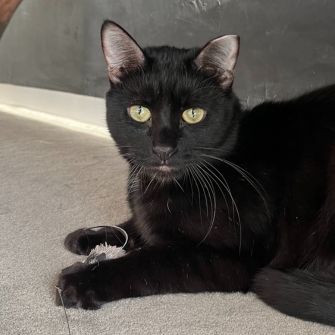 Cat playing with a toy and looking at viewer