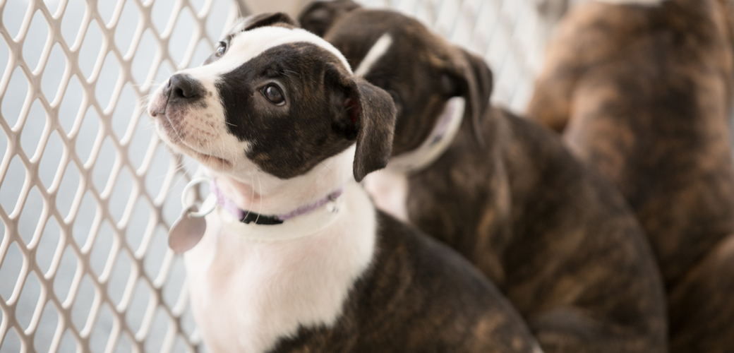 puppies in a crate