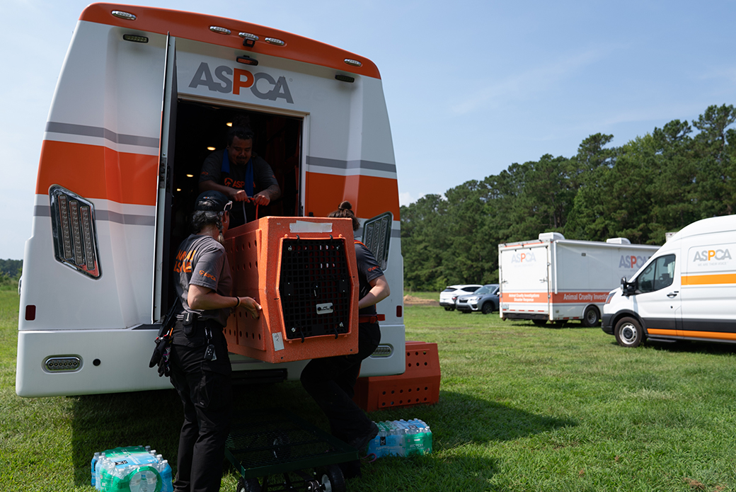 Dogs being loaded on vehicle