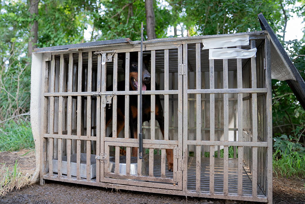 Dog in wooden crate