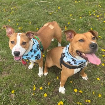 Two smiling dogs standing next to each other