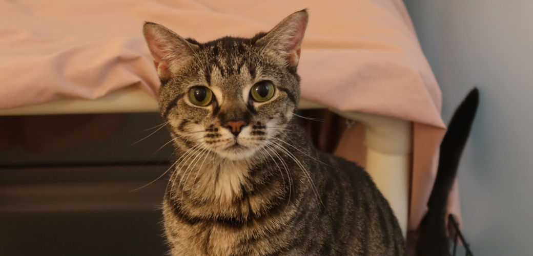 A tabby cat looking calmly at the viewer