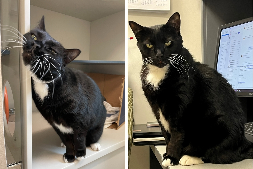 A cat happily rubbing their face, and a cat sitting on top of a desk