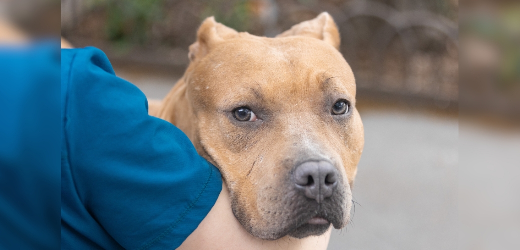 A smiling dog looking at the viewer, and a dog being held in someone's arms