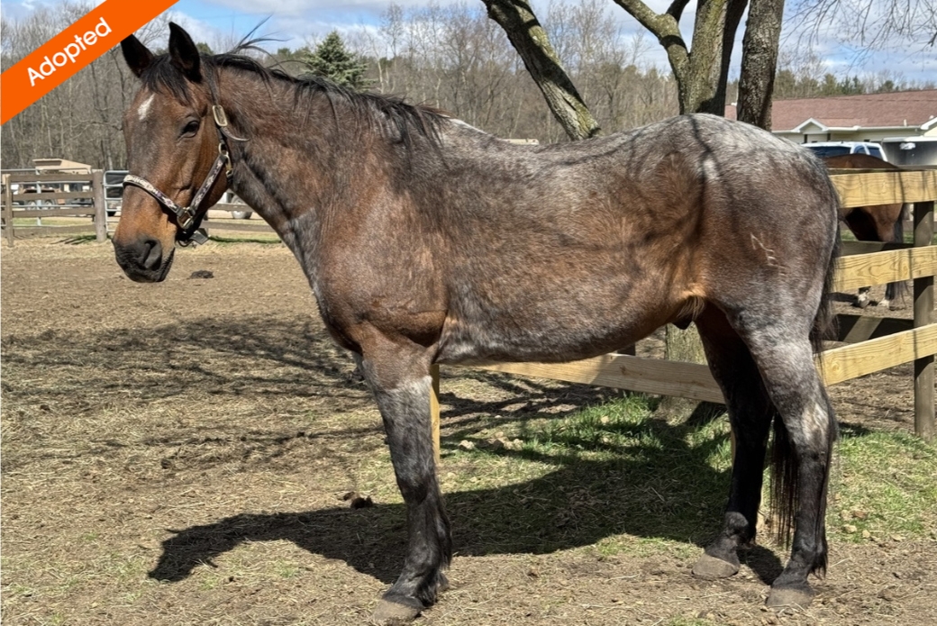 Side profile of a horse in a corral