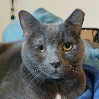 A cat looking calmly at the viewer