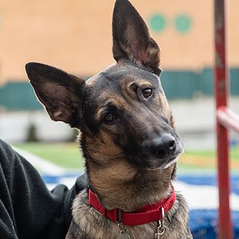 A german shepherd with their head tilted