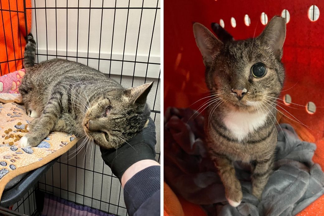 A cat with an eye abnormality receiving care and treatment