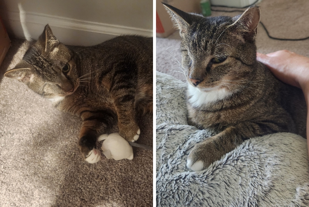 A cat playing with a toy and being pet