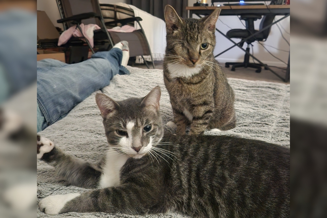 Two cats socializing next to each other