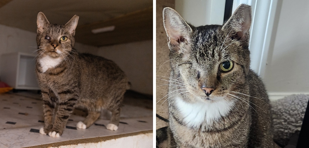 A cat before and after eye surgery and being adopted