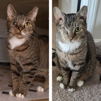 A cat before and after eye surgery and being adopted