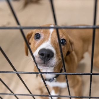 Dog in rescue crate