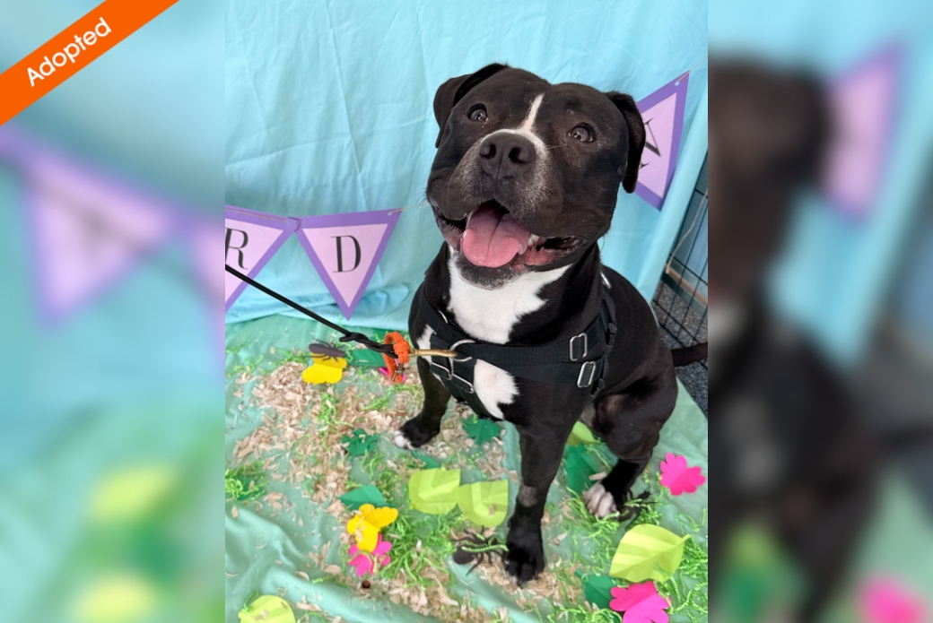 A big smiling dog sitting down in a garden setting