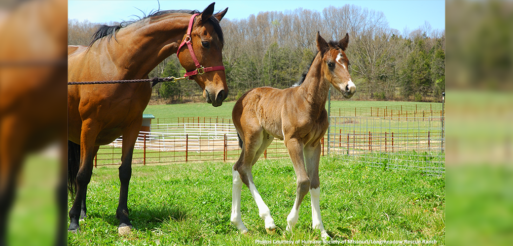 Mama and Twister (foal)