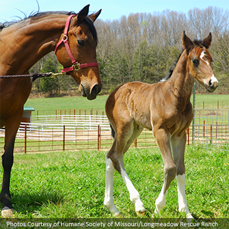Mama and Twister (foal)