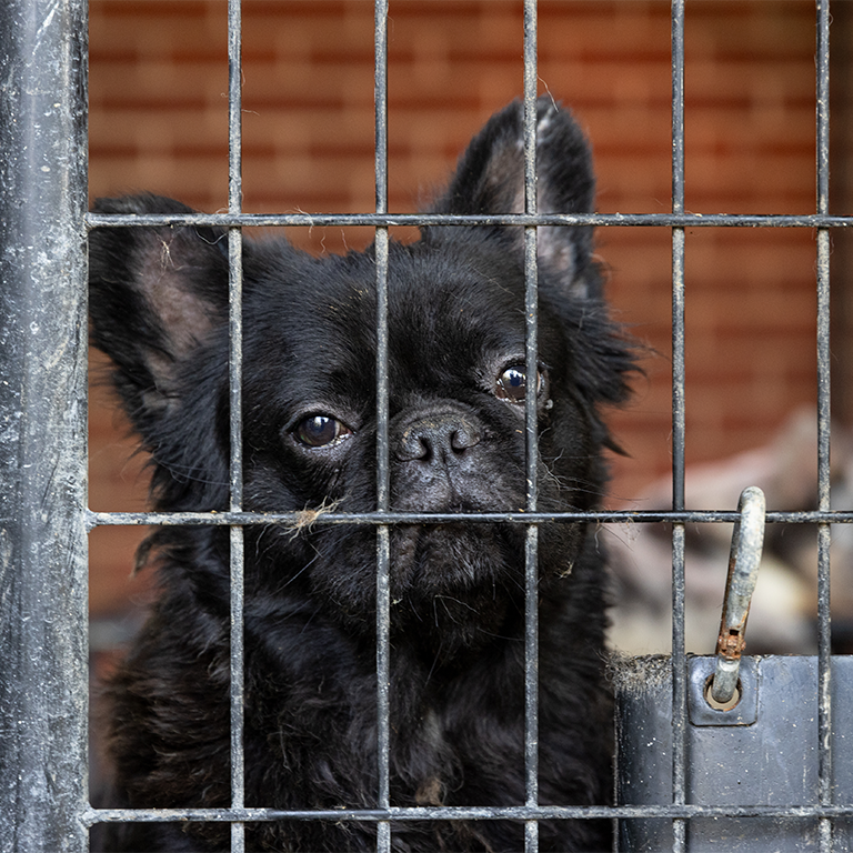 a small black dog behind bars