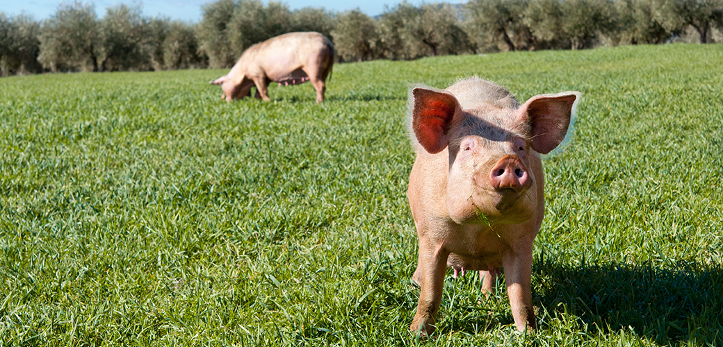 two pigs in a green pasture