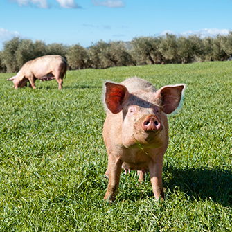 two pigs in a green pasture