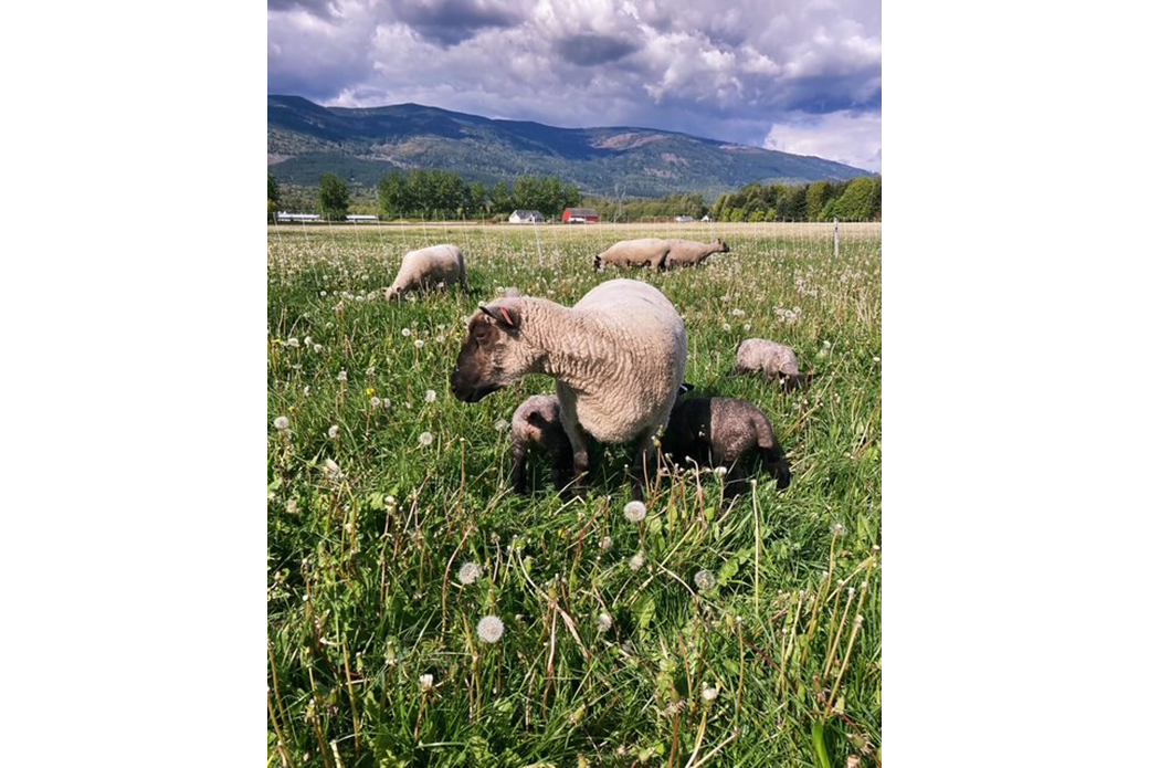 Sheep in a pasture