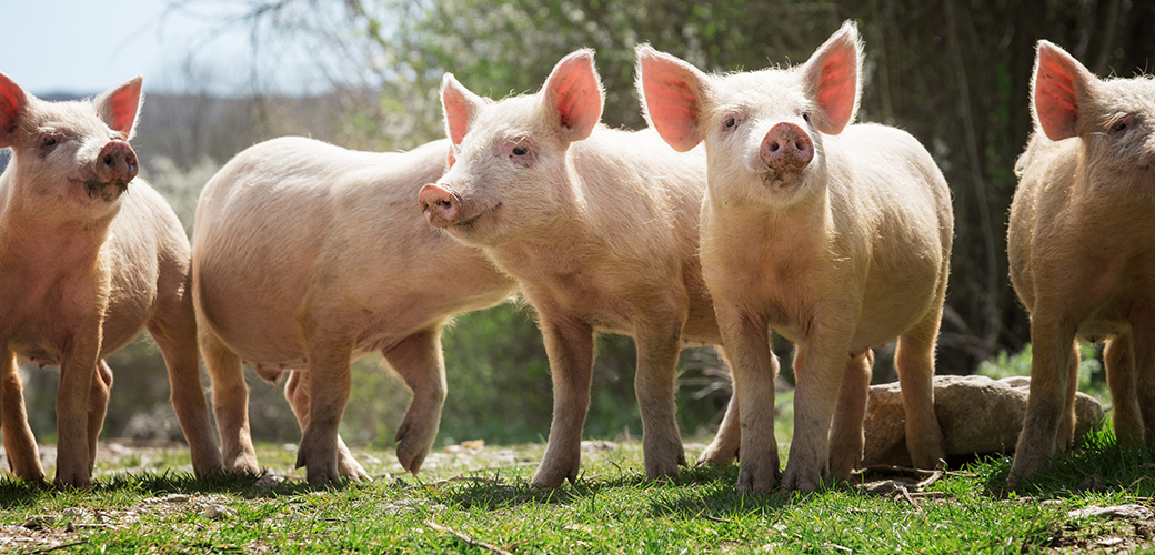Pigs in a pasture