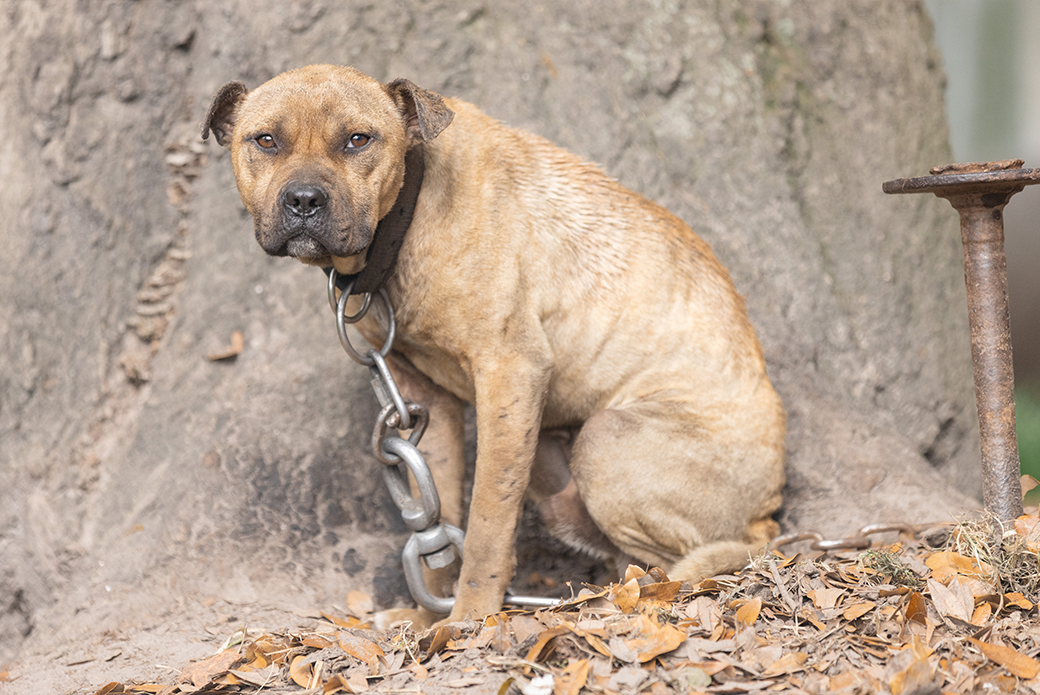 a cowering chained dog