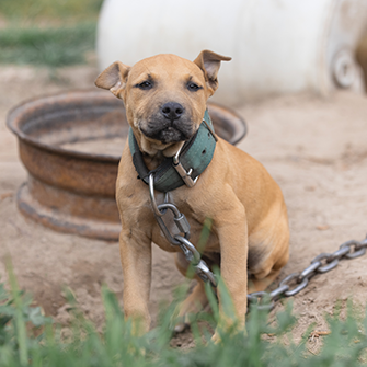 a dog chained up outside