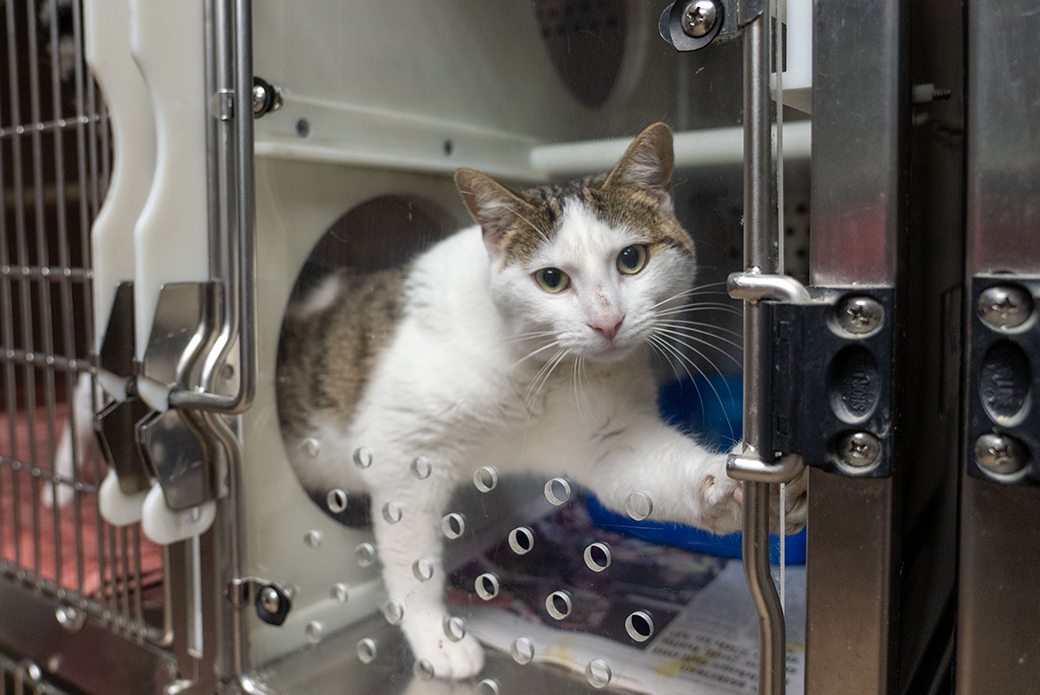 a cat pawing at the door of its enclosure