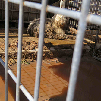 dog in a dirty kennel