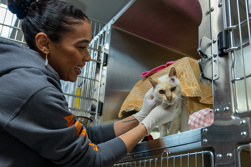 Cat in carrier being taken care of. 