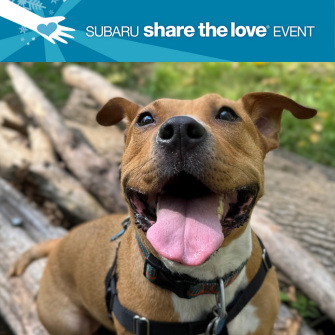 Happy dog with STL event logo